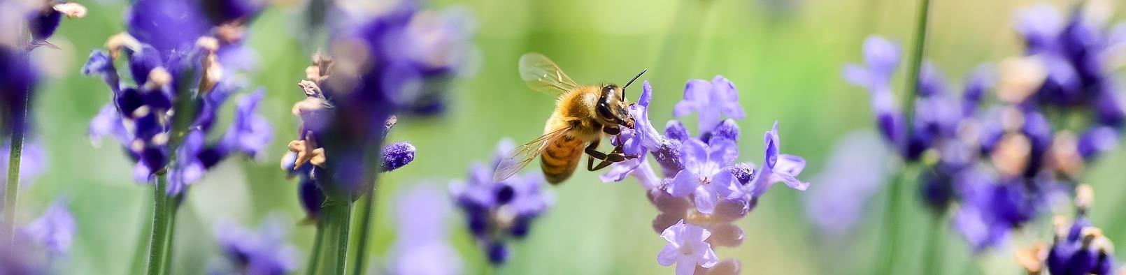 Bienen auf Lavendel